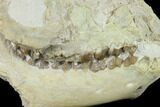 Fossil Oreodont (Merycoidodon) Skull - Wyoming #134356-7